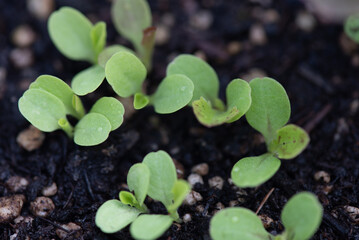 Macro photo of Lettuce sprouts growing in soil