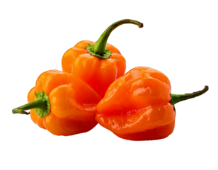 Habanero Isolated on white background