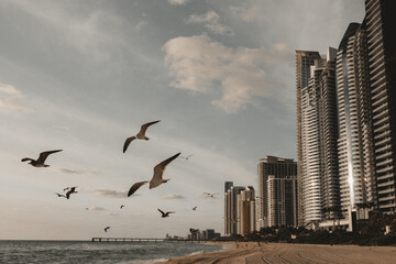 seagull in the city