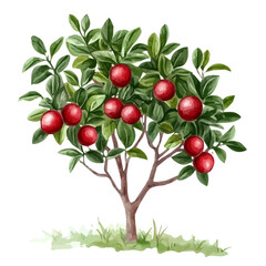 Chilean Guava Bush with Fruit &ndash; Elegant Watercolor Vector Illustration, Vibrant Berry Bush Design, Nature-Inspired Artwork, Fresh Chilean Guava Bush with Fruit Vector.  
