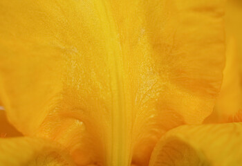 Macro photo of a yellow petal of an iris flower. Blur and selective focus. Botanical Closeup