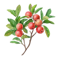 Obraz premium Chilean Guava Bush with Fruit – Elegant Watercolor Vector Illustration, Vibrant Berry Bush Design, Nature-Inspired Artwork, Fresh Chilean Guava Bush with Fruit Vector. 