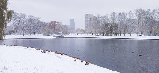 Ducks gather by the snowy lake in a city park during winter