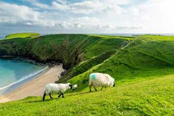 Sheep grazing near Silver Strand, a sandy beach in a sheltered, horseshoe-shaped bay, at Malin Beg,...
