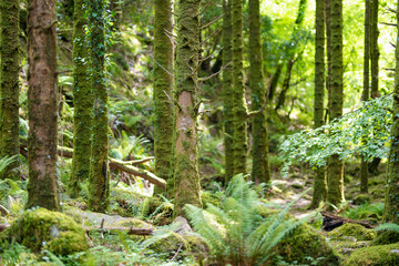 Dense humid forest near Torc Waterfall, one of most popular tourist attractions in Ireland, located in woodland of Killarney National Park. Ring of Kerry tourist route, Ireland.