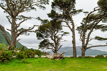 Pine trees on a banks of Muckross Lake, also called Middle Lake or The Torc, located in Killarney National Park, County Kerry, Ireland
