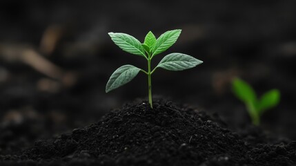 Fototapeta premium A small green sprout emerges from dark soil, symbolizing new growth and life.