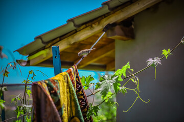 Bird sitting on hanging laundry on a clothesline