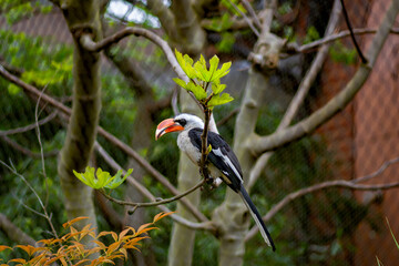 Von der Decken hornbill on a branch