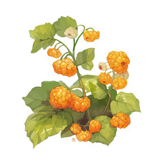 Cloudberry Plant with Fruit – Delicate Watercolor Vector Illustration, Berry Plant Design, Nature-Inspired Artwork, Fresh Cloudberry Plant with Fruit Vector.  
