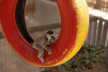 Katta Lemur