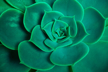 Succulent plant cactus. Vibrant green echeveria lilacina, common name ghost echeveria. Fractal succulent plant leaves bloom. Symmetrical rosette pattern and smooth, details, background, close up
