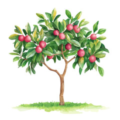 Cocoplum Tree with Fruit &ndash; Vibrant Watercolor Vector Illustration, Tropical Tree Design, Nature-Inspired Artwork, Fresh Cocoplum Tree with Fruit Vector.  
