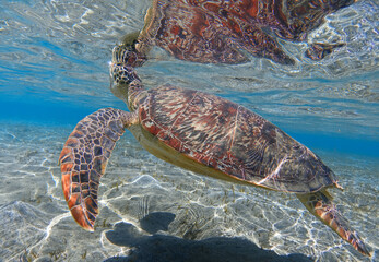 Sea turtle in crystal water of shallow sea bay and its reflection on the sea surface