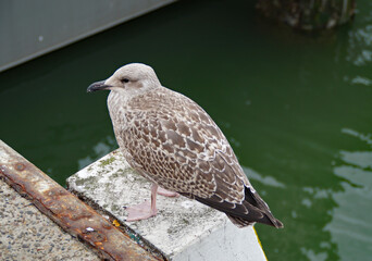 juvenile American herring gull on an overcast day by the North Sea in Ostend, Belgium