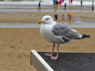a beautiful huge European herring gull (Larus argentatus) at the seacoast of the North Sea in the Belgian city Ostend (Oostende, Belgium)