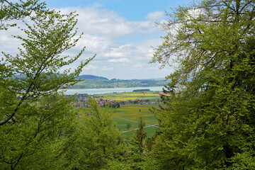 a scenic spring landscape with green trees covered with new leaves and lake Forggensee in the Bavarian Alps seen from the Austrian side	