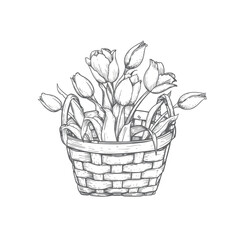 Basket with tulips. Hand drawn sketch style springtime flowers. Best for easter and birthday postcards and posters. Vector illustration isolated on white.