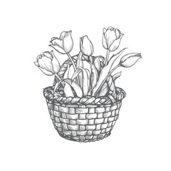 Basket with tulips. Hand drawn sketch style springtime flowers. Best for easter and birthday postcards and posters. Vector illustration isolated on white.