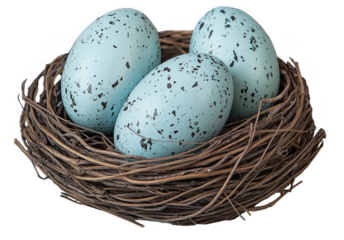 Group of 3 pastel blue speckled Robin bird eggs in a Spring nest. Front view isolated on transparent background. 
