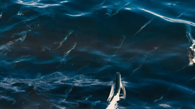 The fish birds move through the ocean looking for a place to lay their eggs, and the sharks lie in wait for food, which is the fish birds' caviar.