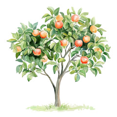 Elephant Apple Tree with Fruit – Beautiful Watercolor Vector Illustration, Tropical Tree Design, Nature-Inspired Artwork, Fresh Elephant Apple Tree with Fruit Vector.  
