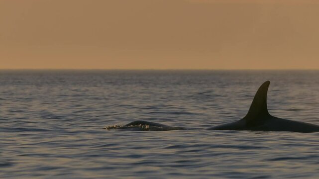 The killer whale is looking for mobula hunting