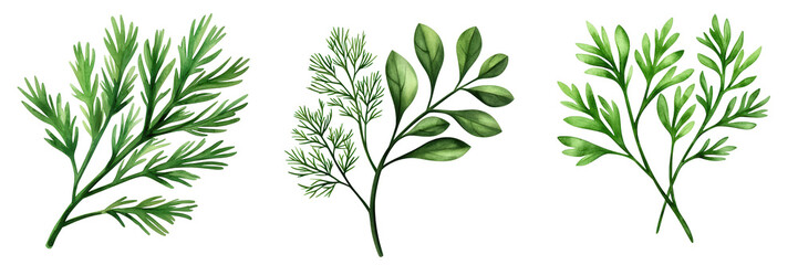 Fototapeta premium Three varieties of lush green foliage display intricate leaf patterns and textures, showcasing the beauty of natural plant life.