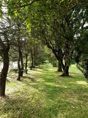 footpath in the park