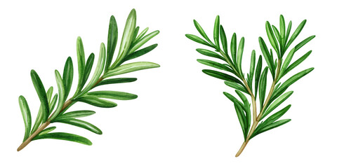 Fototapeta premium Two vibrant green sprigs of rosemary, showcasing their needle-like leaves and rich texture.