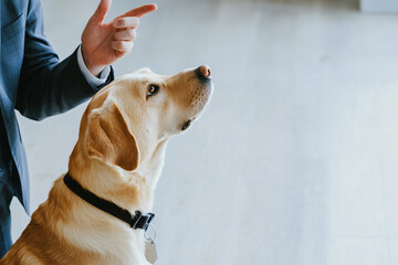 alert guide dog directing suited executive, office interior