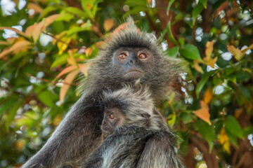 Closeup portrait of Tufted gray langur Semnopithecus priam