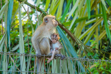 Closeup portrait of Tufted gray langur Semnopithecus priam