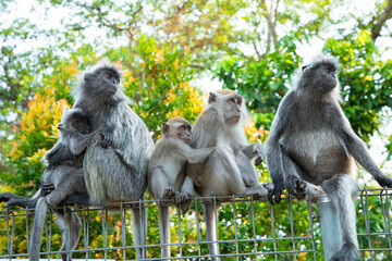 Closeup portrait of Tufted gray langur Semnopithecus priam