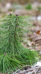 Zamarznięte kropelki