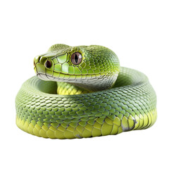 Green Snake Isolated On White Background	