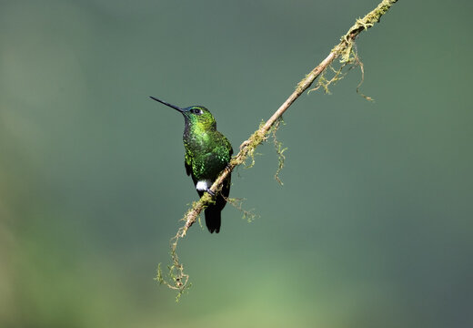 Puffleg Hummingbird Perched on a Branch with a blurred backgroud