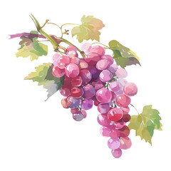Fototapeta premium Grape Vine with Fruit – Watercolor Illustration, Vineyard Art, Botanical Garden Design, Fresh Grape Painting, Nature-Inspired Artwork 