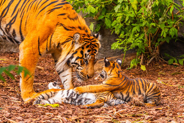 Sumatran tiger family with two little cubs