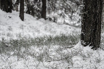 Coniferous forest in snow, Norway © 4781