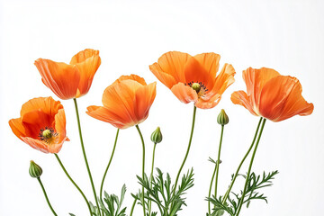 Obraz premium red orange wild poppies on a pure white background
