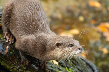 Asian small clawed otter Amblonyx cinerea, small clawed otter