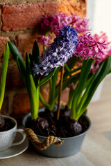 Easter spring home decor composition. Basket with blooming beautiful springtime bulbous pink and purple hyacinth flowers. Cozy countryside kitchen interior with brick wall, morning light