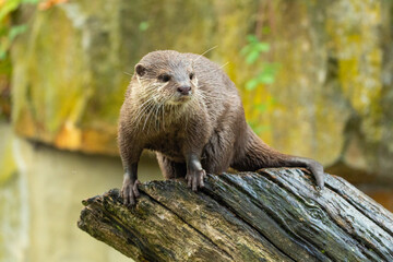 Asian small clawed otter Amblonyx cinerea, small clawed otter