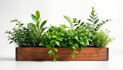 Fototapeta premium Wooden planter box filled with green plants. Stylish, modern design. Plants vibrant green. Isolated on white background. Suitable for home decor. Simple, functional piece. Great for patio yard.