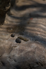 Close-up of several droppings from a macaque monkey.
