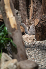Ceylon cat resting and looking in captivity.
