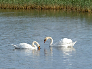 Two mute swans feeding on a lake
