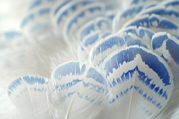 Elegant feathers with blue and white patterns placed delicately on white