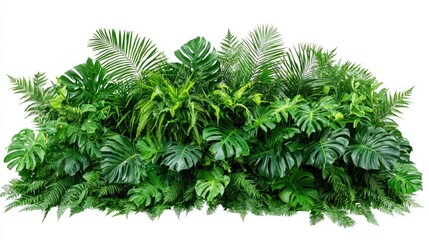A lush arrangement of various tropical plants and ferns, creating a vibrant green backdrop.